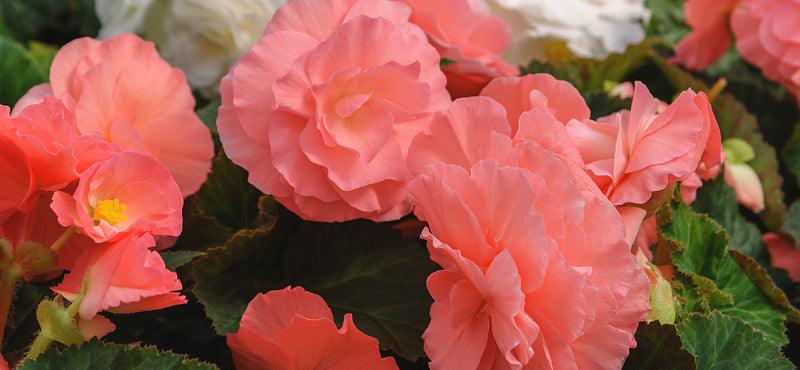 Pink summer-blooming begonias