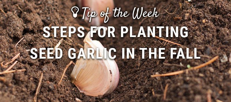 Fall seed-garlic planting guide graphic