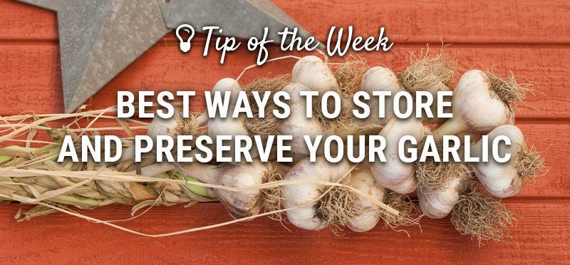 Garlic storage guide graphic over cured bulbs