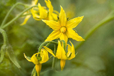 Tomato Flower