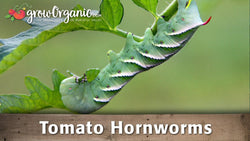 Tomato hornworm feeding on a tomato leaf