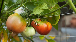 More Pesky Tomato Pests