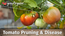 fresh tomatoes for pruning