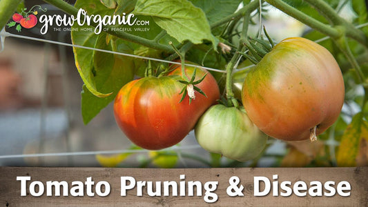 Tomatoes ripening on the vine