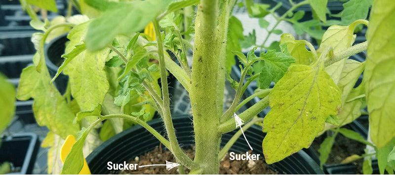 Tomato-pruning diagram showing sucker and leaf growth