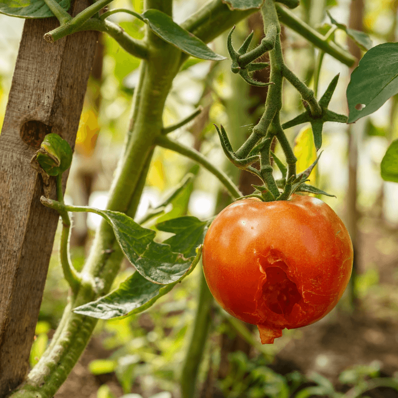 Damaged tomato ripening on the vine