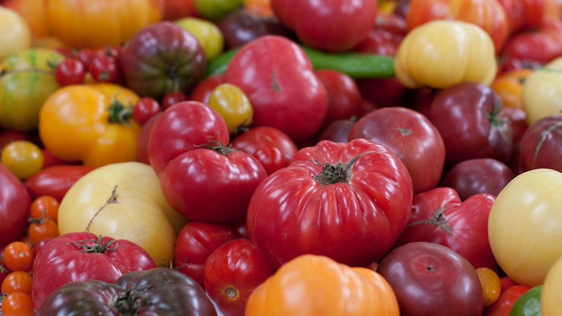 Pile of assorted red and yellow tomatoes
