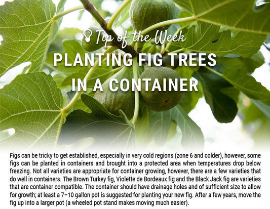 Container fig planting guide graphic over fig leaves