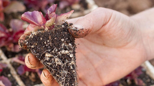How to Transplant Your Seedlings & Small Plants - Grow Organic