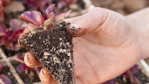 How to Transplant Your Seedlings & Small Plants