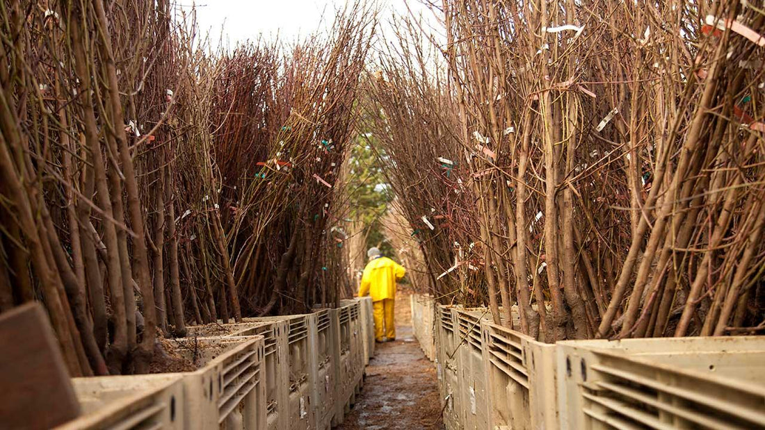 Rows of dormant bare-root fruit trees awaiting winter planting