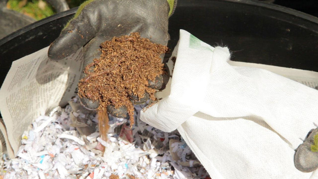 Gloved hand adding bedding to a worm bin