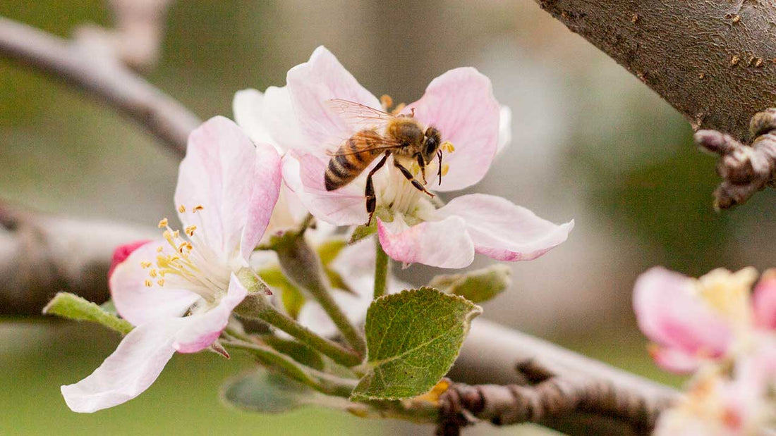 bee pollinating flower on tree