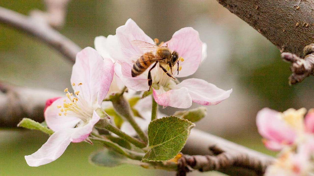 Bee visiting a pale pink fruit-tree blossom