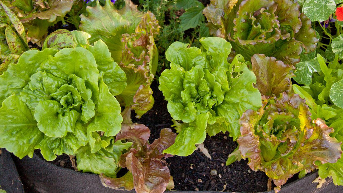 Urban Gardening Without a Yard - Grow Organic