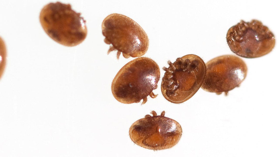 Varroa mites viewed against a white background