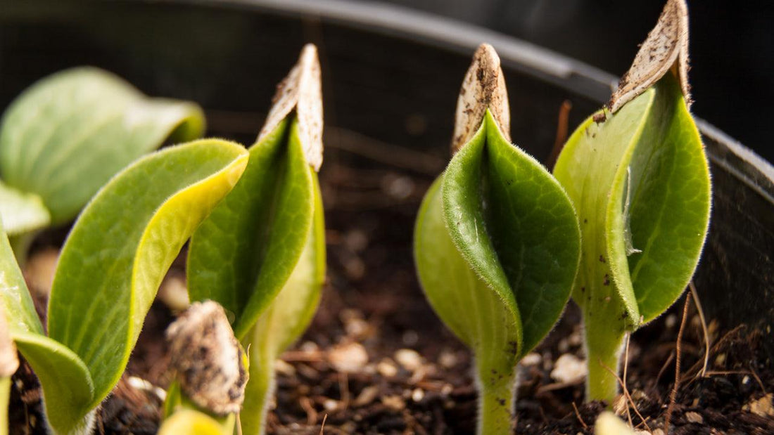 Young seedlings emerging from dark soil