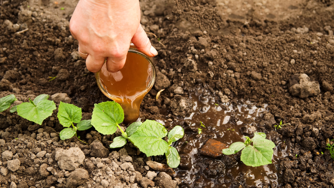 Hand applying liquid fertilizer around young cucumber plants