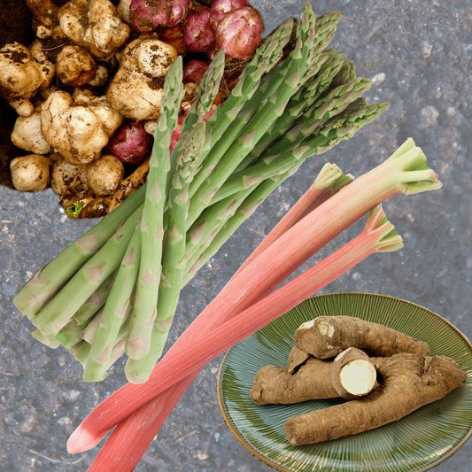 Asparagus, rhubarb, horseradish, and Jerusalem artichoke planting stock