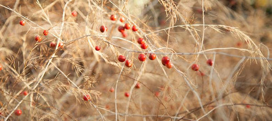 Red asparagus berries on dry stems