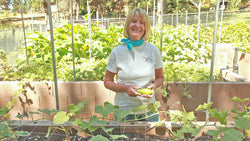 Woman standing among raised vegetable beds