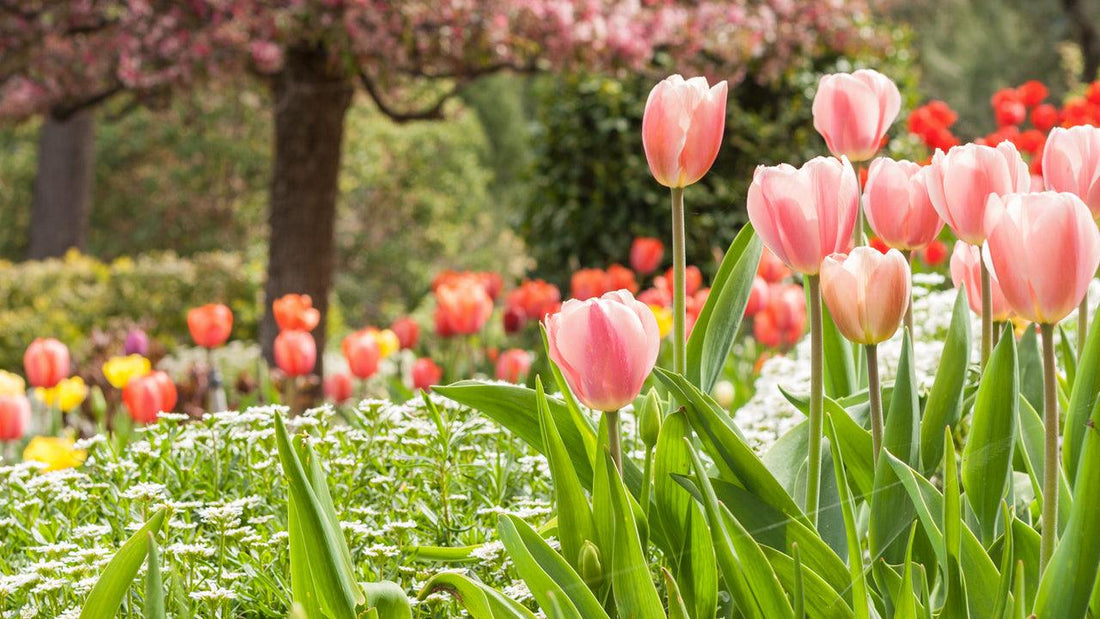 Pink tulips blooming in a garden