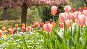 How to Vernalize Tulips and Other Fall-Planted Flower Bulbs in Zones 8 & Above