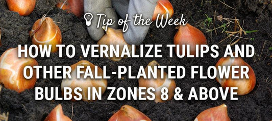 Fall bulb vernalization guide graphic