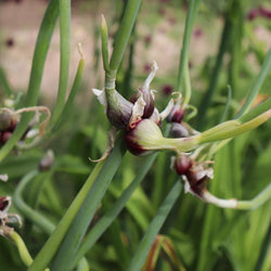 Egyptian walking onion flower stalk