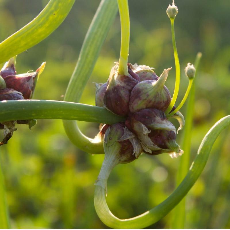 Close-up of Egyptian walking onion bulbils
