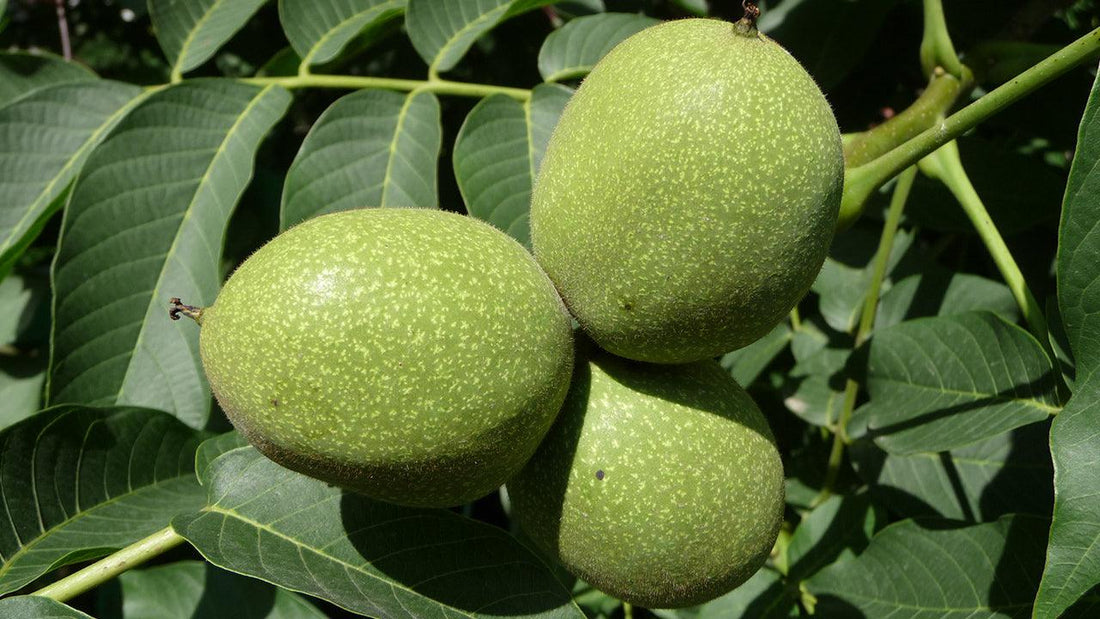 Green walnuts growing among long leaves