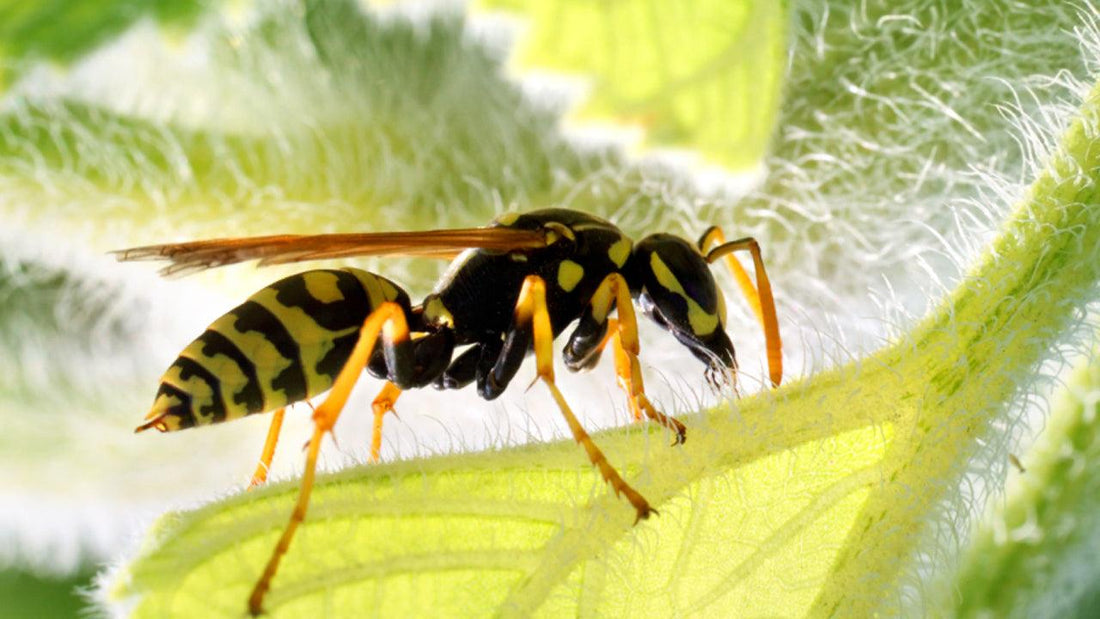 Yellow-and-black wasp on a leaf