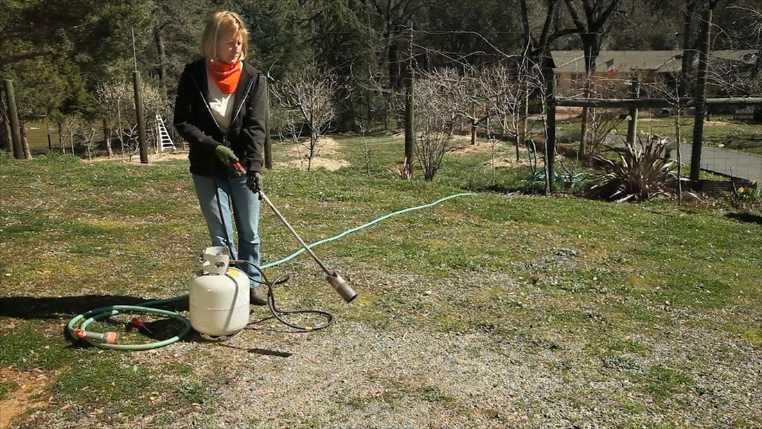 Gardener operating a propane flame weeder
