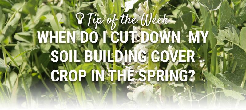 Tip of the Week: When do I Cut Down my Soil Building Cover Crop in the Spring?