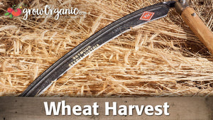How is Wheat Harvested? A Step-by-Step Guide to Harvesting Wheat by Hand and the Process of Harvested Wheat