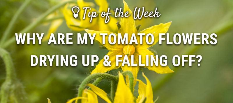 Tomato Flowers Drying Up? Blooms Dying on Tomato Plants? Here's How to Protect Your Tomato Blossoms - Grow Organic
