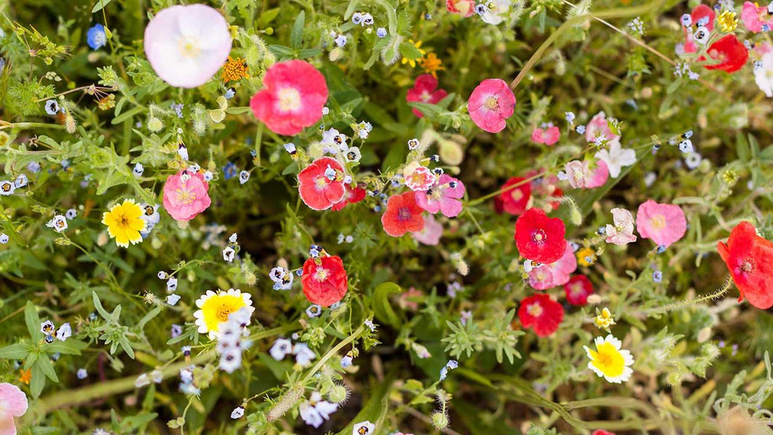 Mixed wildflowers blooming in a garden