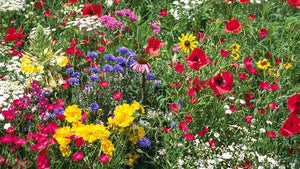 When to Plant Wildflower Seeds: The Best Time to Plant Wildflower Seeds for Maximum Growth