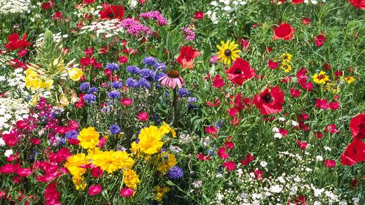 Meadow of red, yellow, purple, and white wildflowers