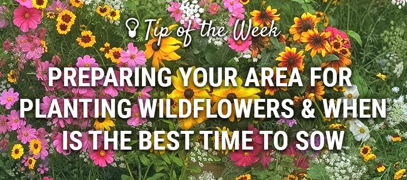 Wildflower planting-time guide graphic