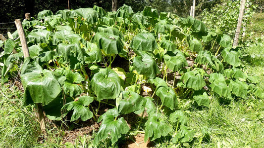 Perk up, plants! - Grow Organic
