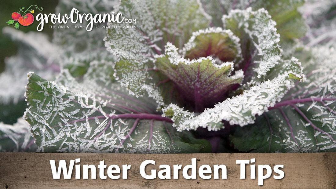 Dormant garden beds during winter weather