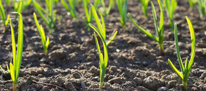 Using Compost and Mulch Over the Winter to Prepare Your Organic Garden for Spring