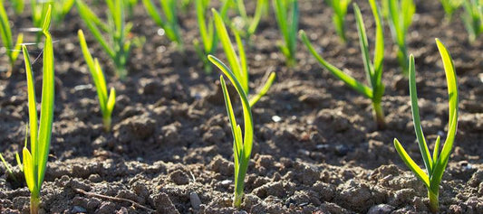 Young garlic shoots emerging from soil