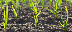 Young garlic shoots emerging from soil