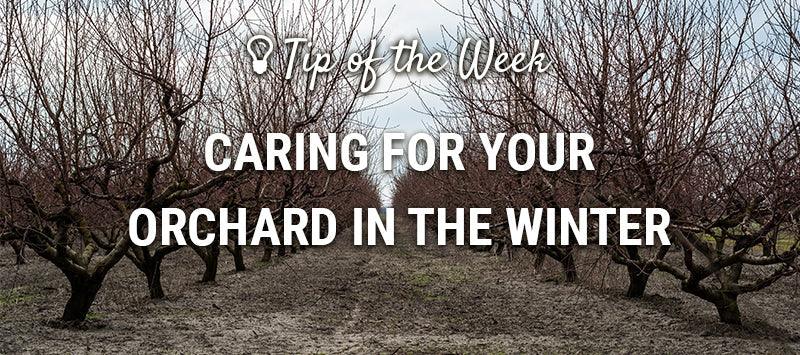 Fruit trees during winter orchard care and inspection