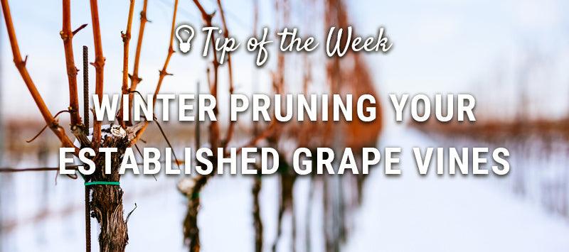 Winter pruning guide graphic over dormant grapevines