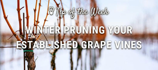 Winter pruning guide graphic over dormant grapevines
