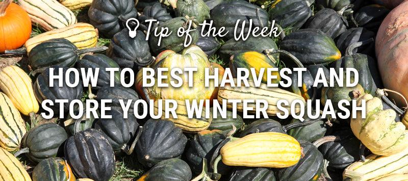 Winter squash harvest and storage guide graphic