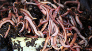 Vers de Terre rouges californiens Eisenia fetida 400gr